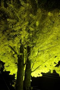 長楽寺いちょうライトアップの写真