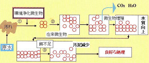 環境浄化微生物　えひめあいいちによる水質向上について