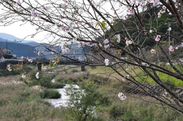 きほくの里に春と秋が一緒にきている風景