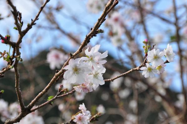 きほくの里に春と秋が一緒にきている風景