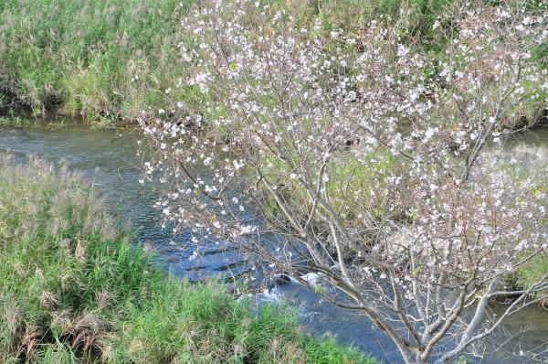 きほくの里に春と秋が一緒にきている風景