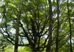 夏：串尾根のブナ林の写真