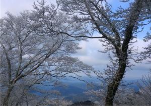 冬：鬼が城山の樹氷の写真