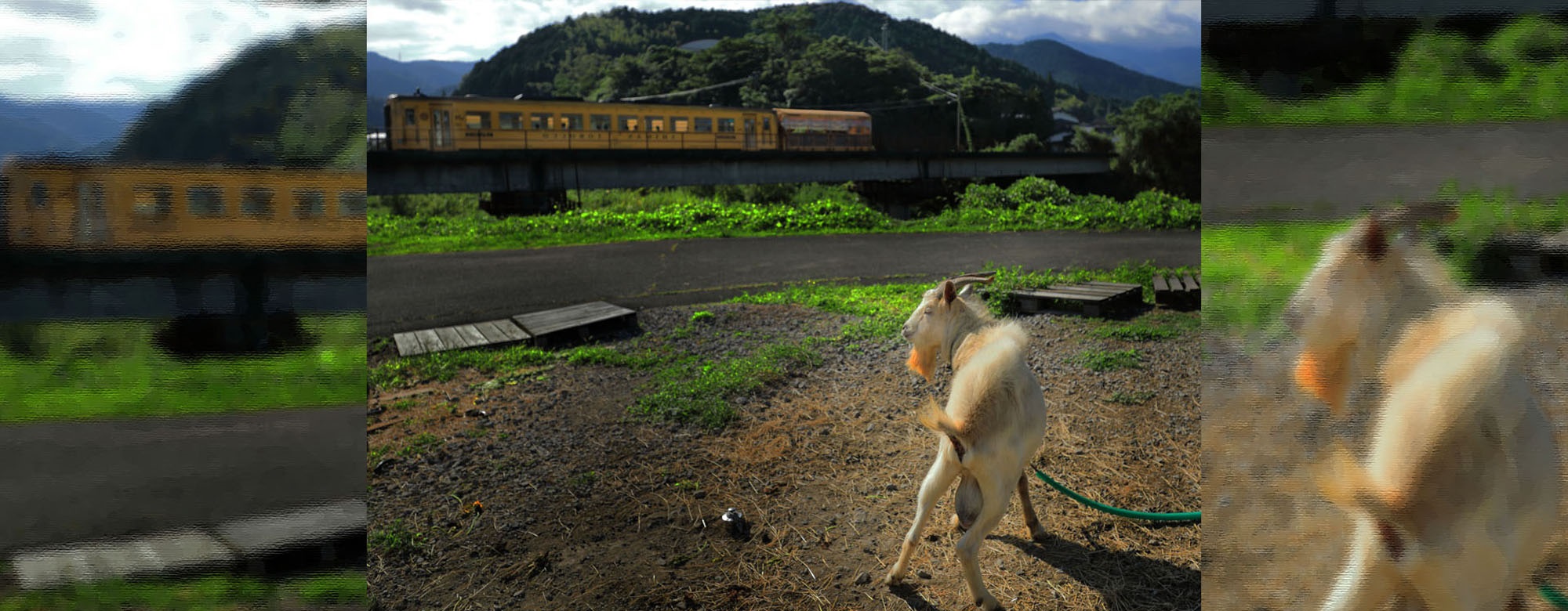 電車とヤギの画像