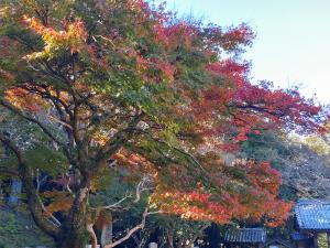 等妙寺の紅葉の画像