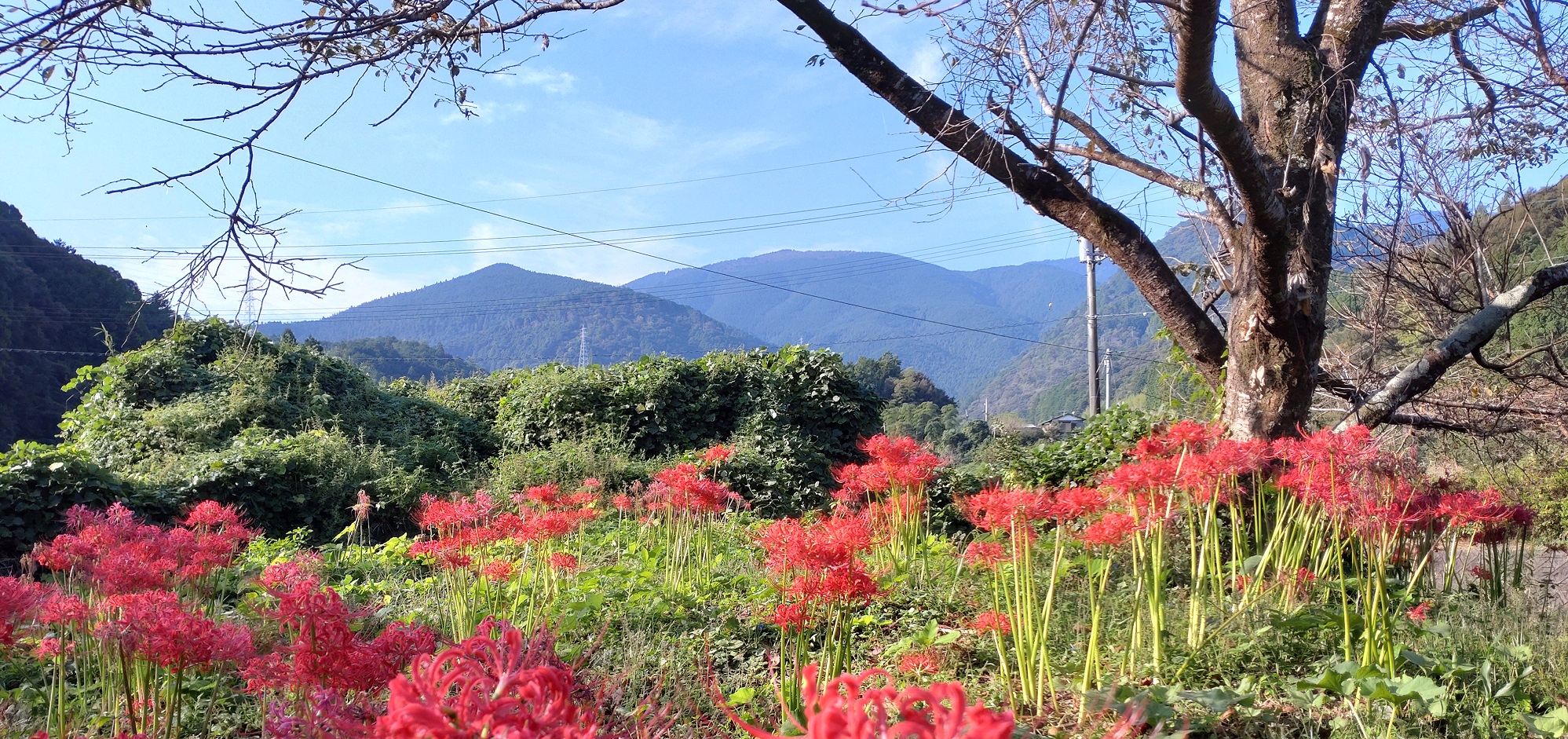 郭公岳と彼岸花の画像