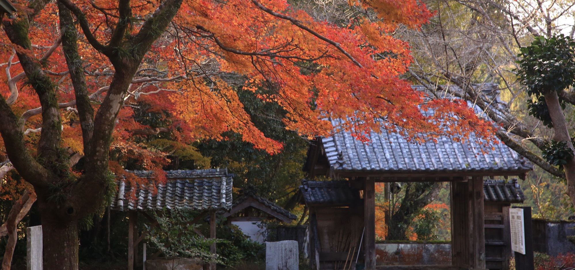 等妙寺山門と紅葉の画像