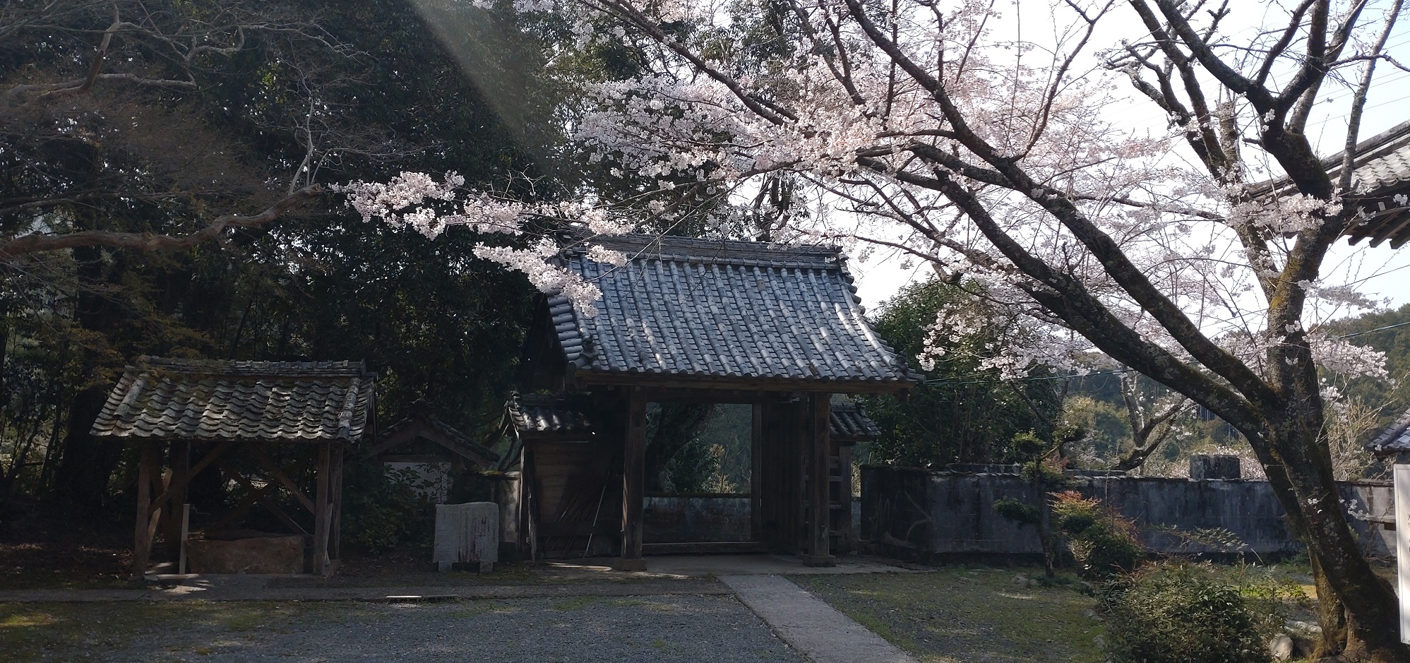 古刹等妙寺の山門と桜