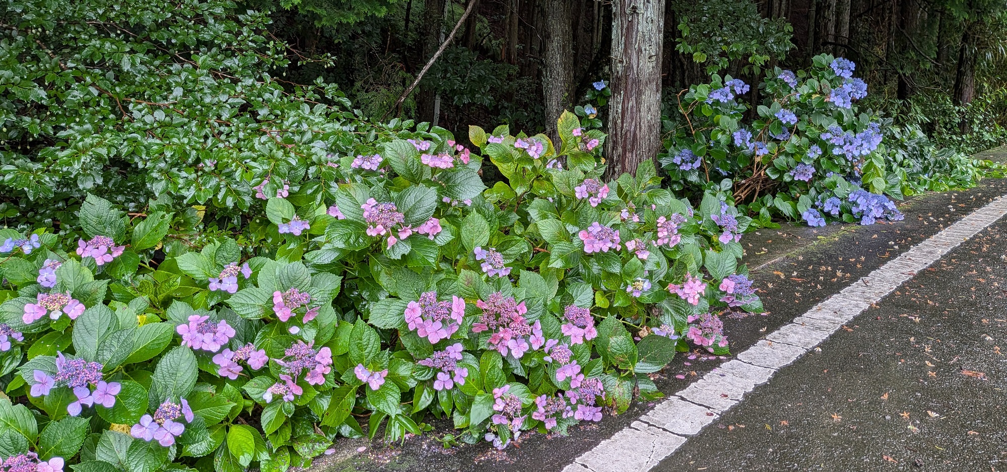 紫陽花の画像