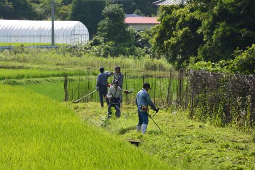 地域で草刈り